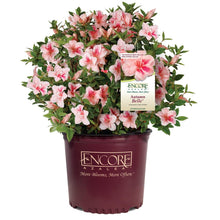 Load image into Gallery viewer, Autumn Belle™ Encore® Azalea Shrub
