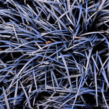 Load image into Gallery viewer, Black Mondo Grass

