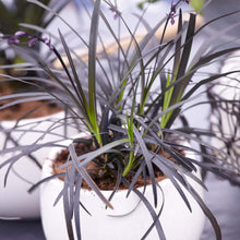Load image into Gallery viewer, Black Mondo Grass
