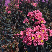 Load image into Gallery viewer, Black Diamond® Shell Pink™ Crape Myrtle Shrub
