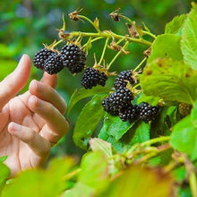 Load image into Gallery viewer, Boysenberry Bush - Thornless
