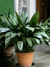 Load image into Gallery viewer, Cast Iron Plant
