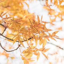 Load image into Gallery viewer, Chinese Pistache Tree
