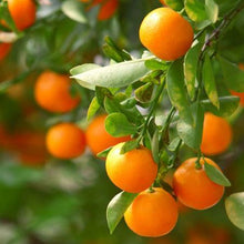 Load image into Gallery viewer, Clementine Tree - USDA Organic
