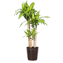 Load image into Gallery viewer, &#39;Dracaena&#39; Corn Plant
