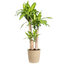 Load image into Gallery viewer, &#39;Dracaena&#39; Corn Plant
