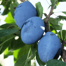 Load image into Gallery viewer, 2-in-1 Plum Surprise Tree
