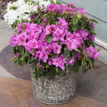Load image into Gallery viewer, Bloom-A-Thon® Lavender Azalea Shrub
