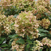 Load image into Gallery viewer, Limelight Hydrangea Tree
