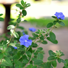 Load image into Gallery viewer, Blue Daze Morning Glory
