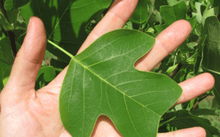 Load image into Gallery viewer, Tulip Poplar &#39;Little Volunteer&#39;
