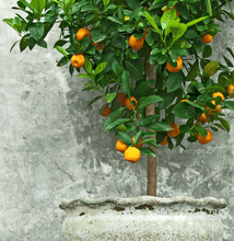 Load image into Gallery viewer, Clementine Tree
